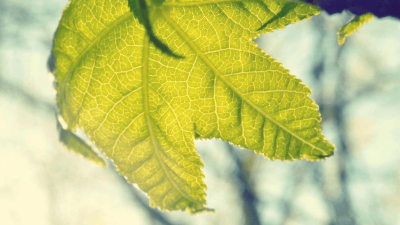 Headphones - professional stock photography