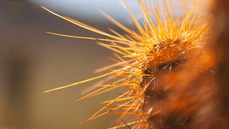 Mouse - professional stock photography