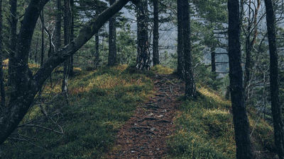 Mouse - professional stock photography