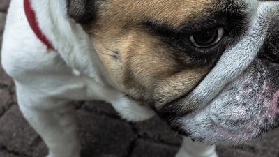 Mouse - professional stock photography