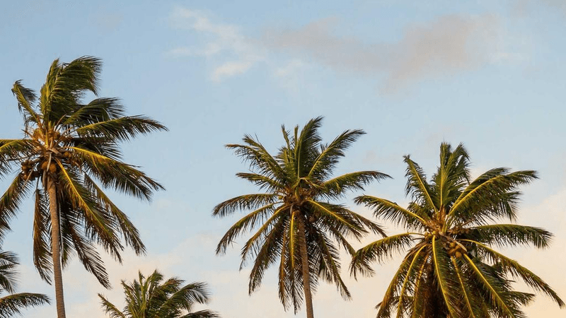 Smartphone - professional stock photography