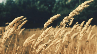 Webcam - professional stock photography